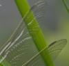 Orthetrum cancellatum